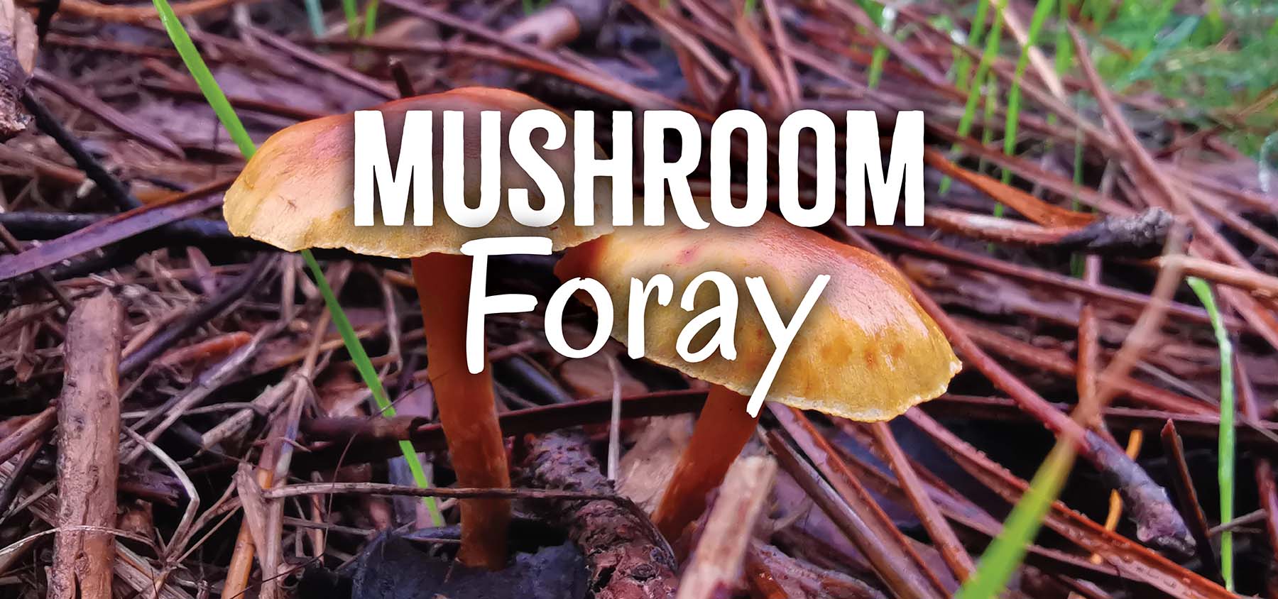 Mushroom Foray in Rio Grande National Forest