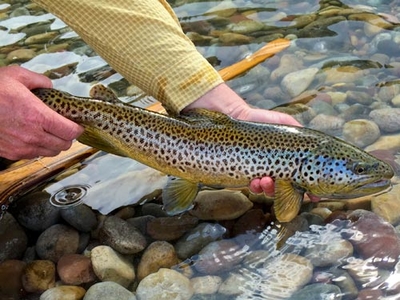 colorado fly fishing