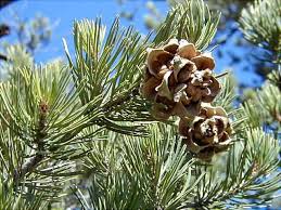 pinion pine