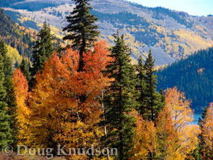 Doug-Knudson---Fall-2