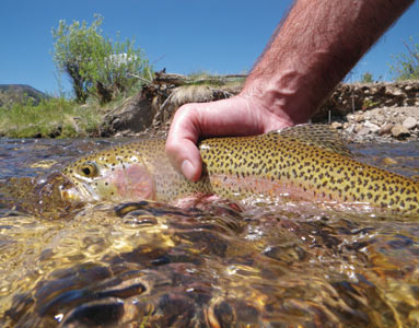 Fishing in Colorado