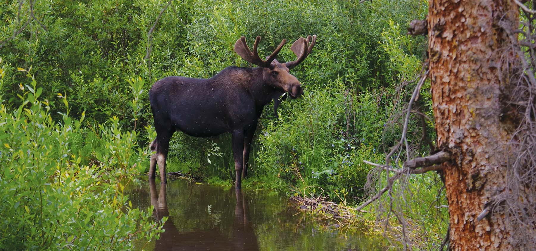 Moose bob seago