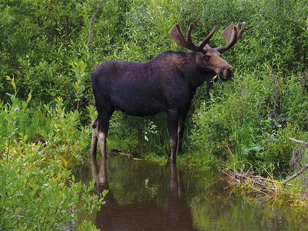 Plants & Wildlife