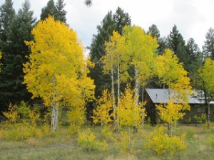 Cabin in Fall 2