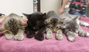 vet_exam_pets_05-66-650-280-99