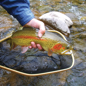 Colorado_Fishing_IMGP1617