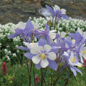 Columbine-unknown-photographer