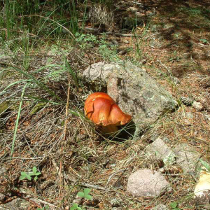 Dennis-Shepherd---king-bolete-mushroon-good