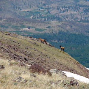Doug-Knudson---elk-on-mnt-side