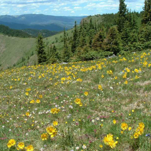 flowerfield---unknown-photographer-(2)