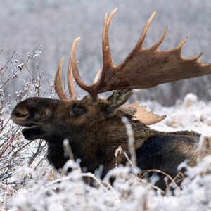 Moose
