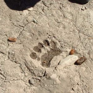 Silver-Threaders---Bear-Paw